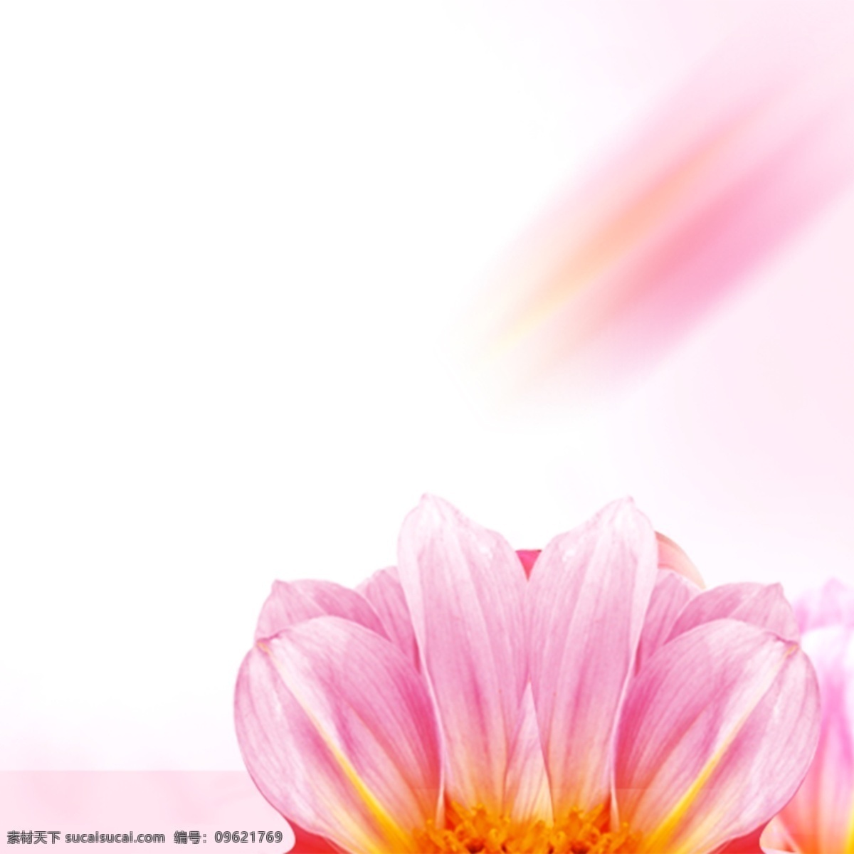 粉色 唯美 浪漫 花卉 背景 白色
