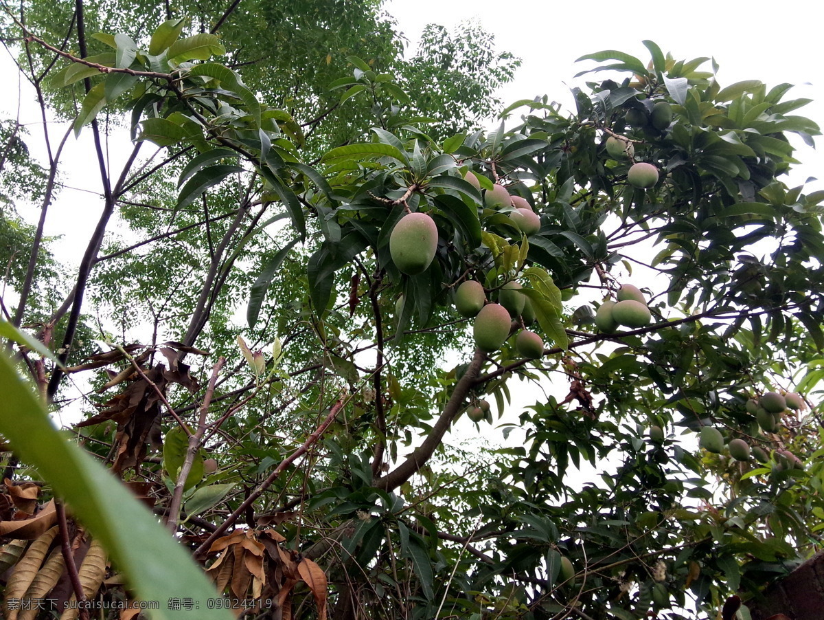芒果 芒果树 热带水果 果园 红芒果 水果 生物世界