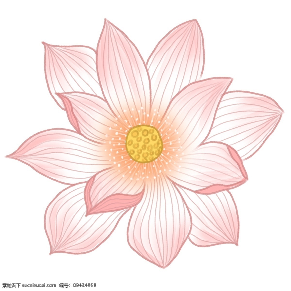 清新 风 荷花 透明 花朵 盆栽 插画 免扣素材 透明素材 卡通素材