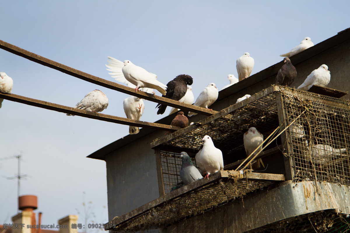 站上 房子 上 鸽子 鸟笼 白色鸽子 鸽子摄影 动物 动物素材 空中飞鸟 生物世界 黑色