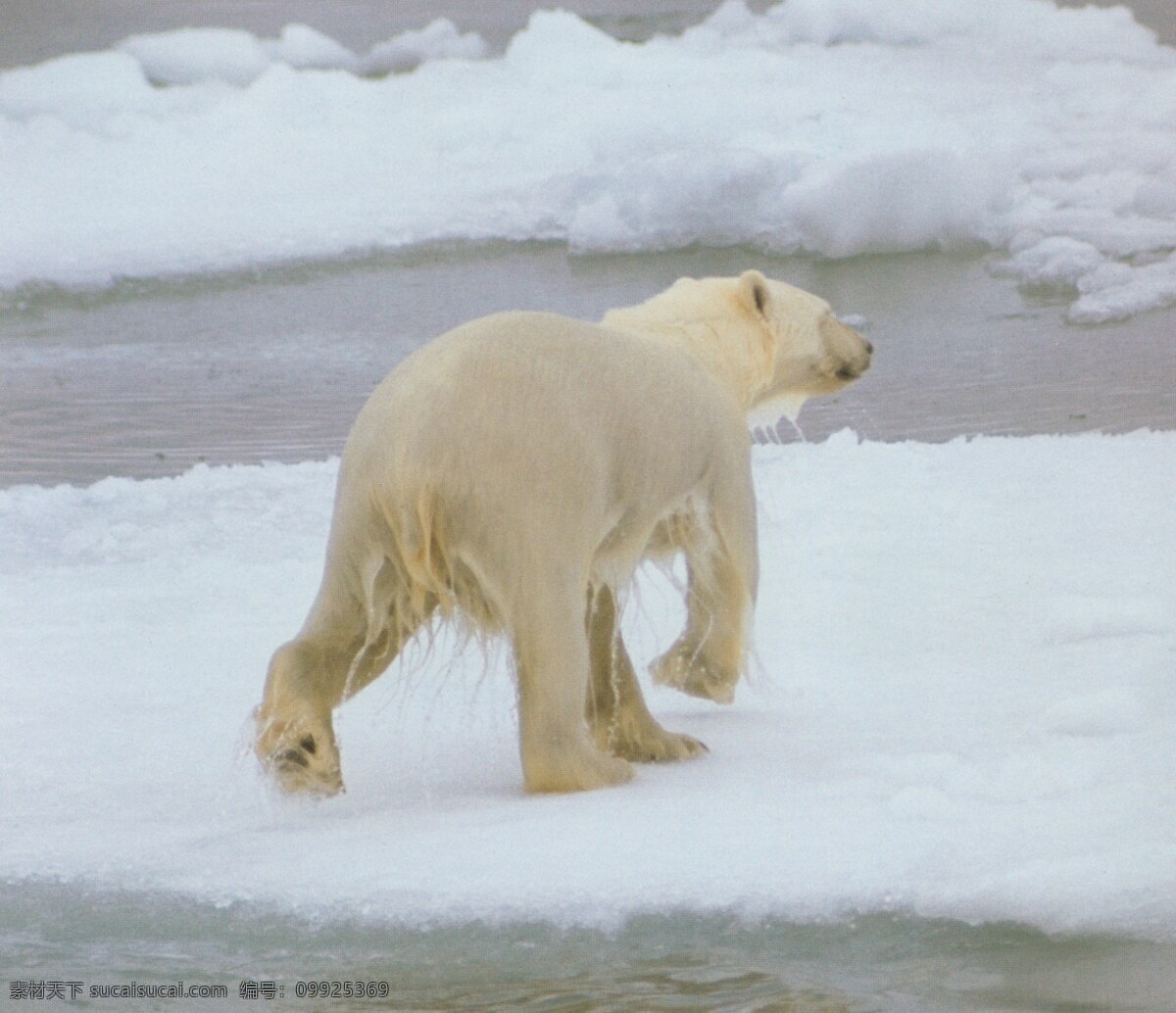 极地免费下载 保护 北极熊 冰雪 动物 广告 大 辞典 可爱 极地 海狮 狗熊 生物世界