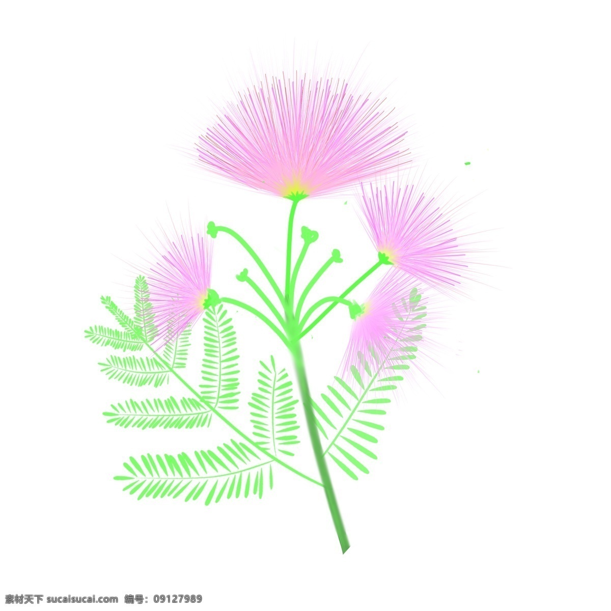 原创 手绘 粉色 合欢花 免 扣 元素 粉色花朵 免扣图 花朵 绿叶 合欢花枝