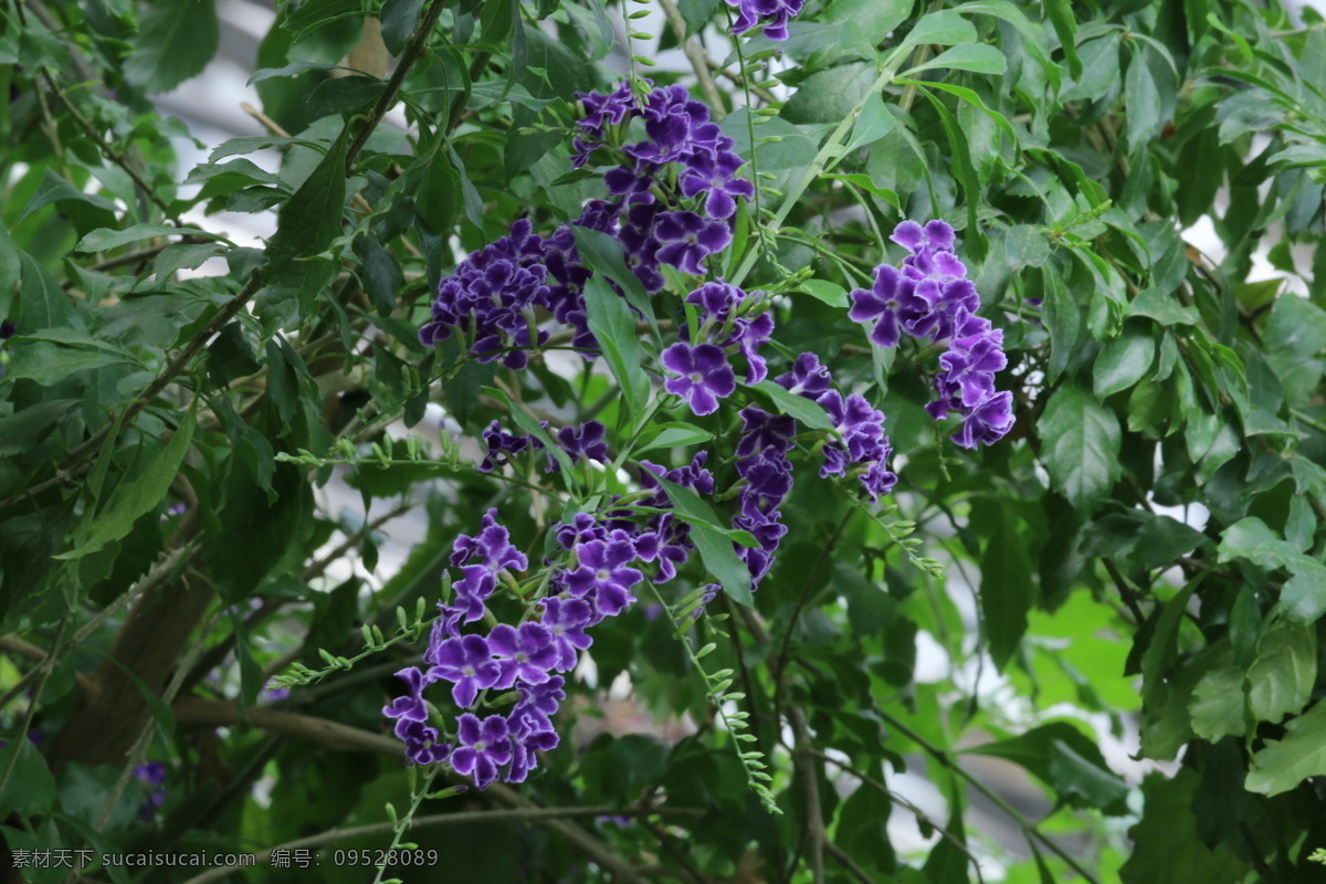 假连翘 番仔刺 篱笆树 洋刺 花墙刺 观赏花卉 花草 花儿 花朵 花骨朵 花卉 植物 园林绿化 绿化景观 花卉大观园 生物世界