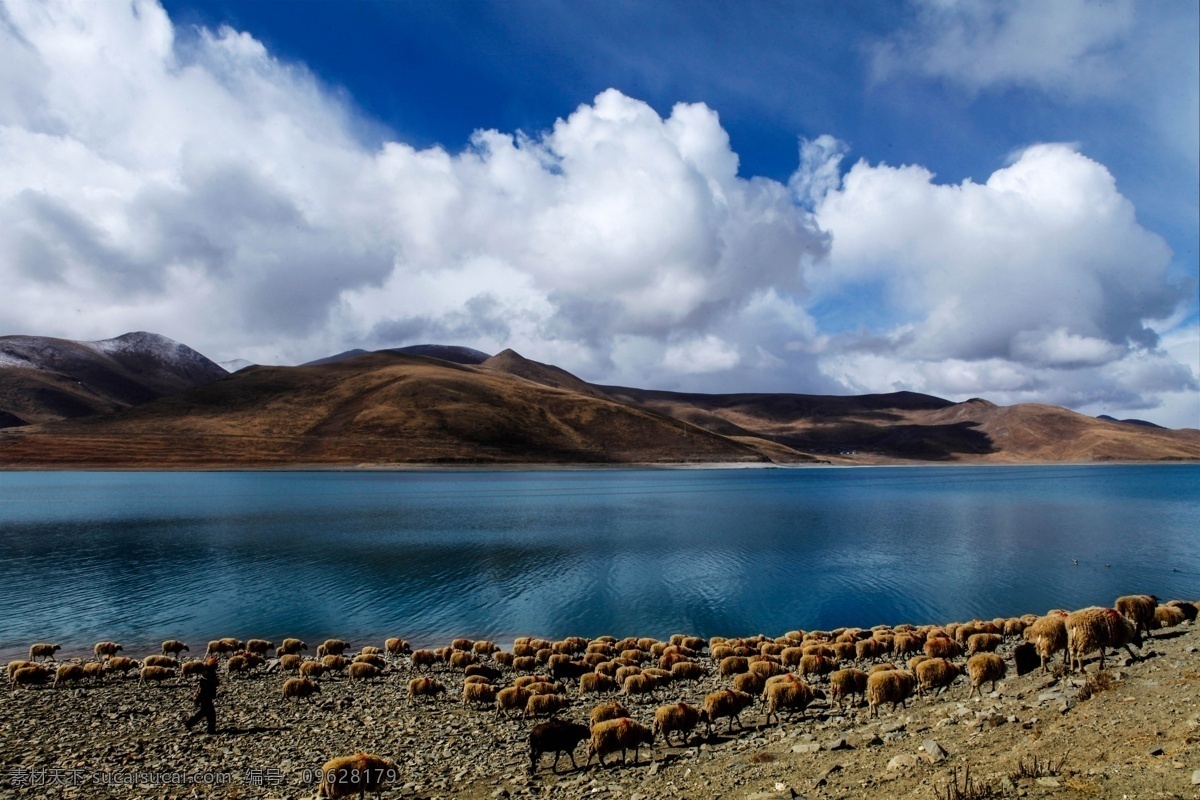 西藏景观 西藏 羊湖 风光 羊群 湖泊 旅游摄影 自然风景