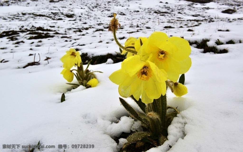 野花 黄花 雪地 高原 植物 自然景观 自然风景