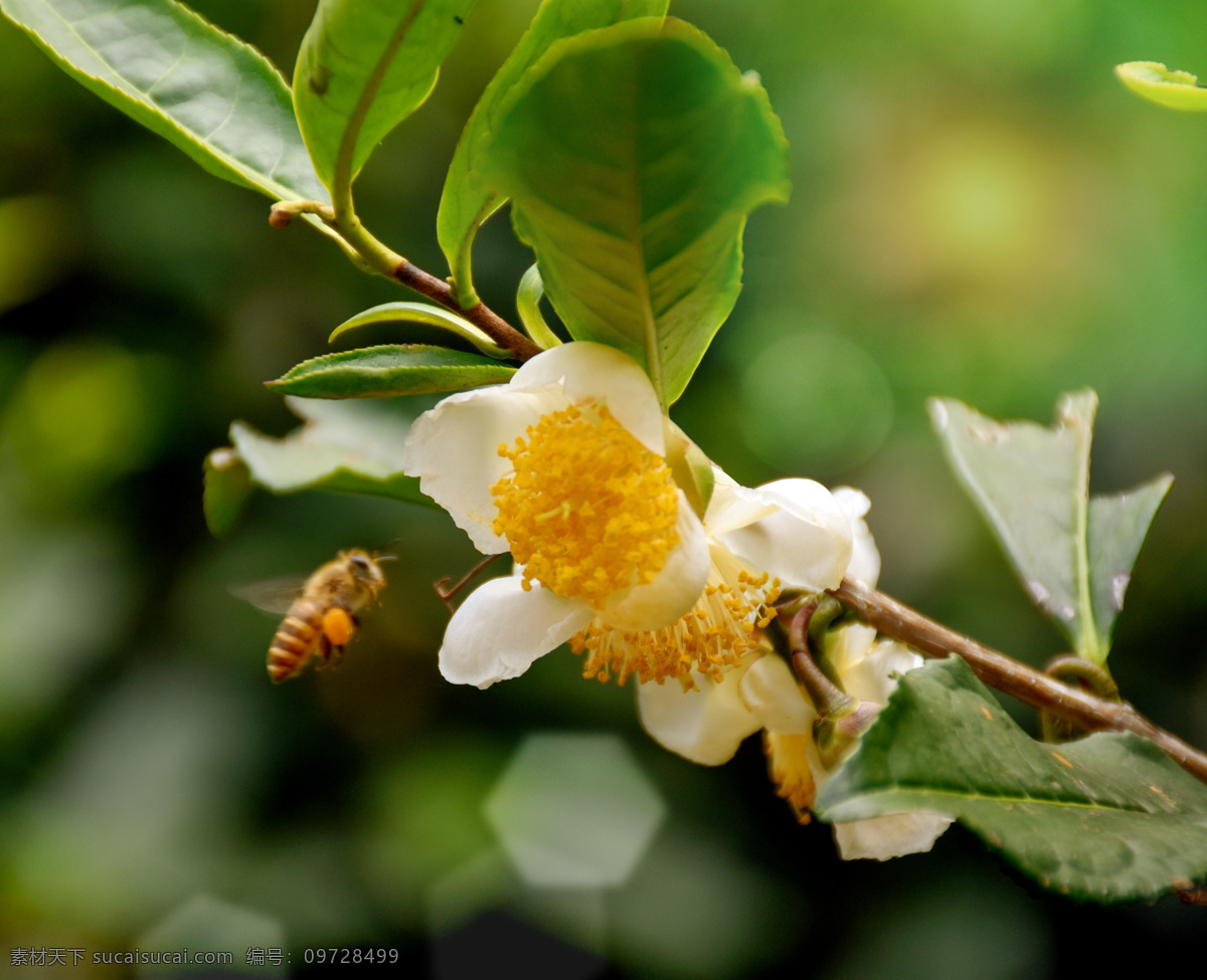 蜜蜂采蜜图片 蜜蜂采蜜 黄花 蜜蜂 绿叶 蜜蜂与花朵 自然 背景 自然景观 自然风景