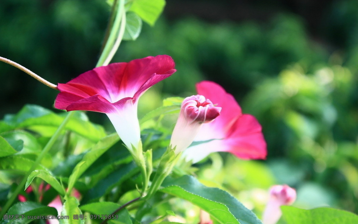 牵牛花 清新 唯美 小清新 花朵 花儿鲜花 花卉 野花 紫色花朵 红色花朵 黄色花朵 白色花朵 蓝色华东 橙色花朵 高清 壁纸 背景 个性 美丽 自然 绿色 清新花卉 朦胧 朦胧花朵 插花 花艺 喇叭花 牵牛花儿 生物世界 花草