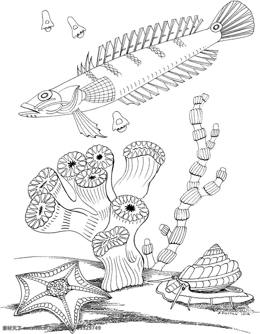 海洋生物 动物素材 海洋 动物 手绘 画 设计素材 动物专辑 素描速写 书画美术 白色