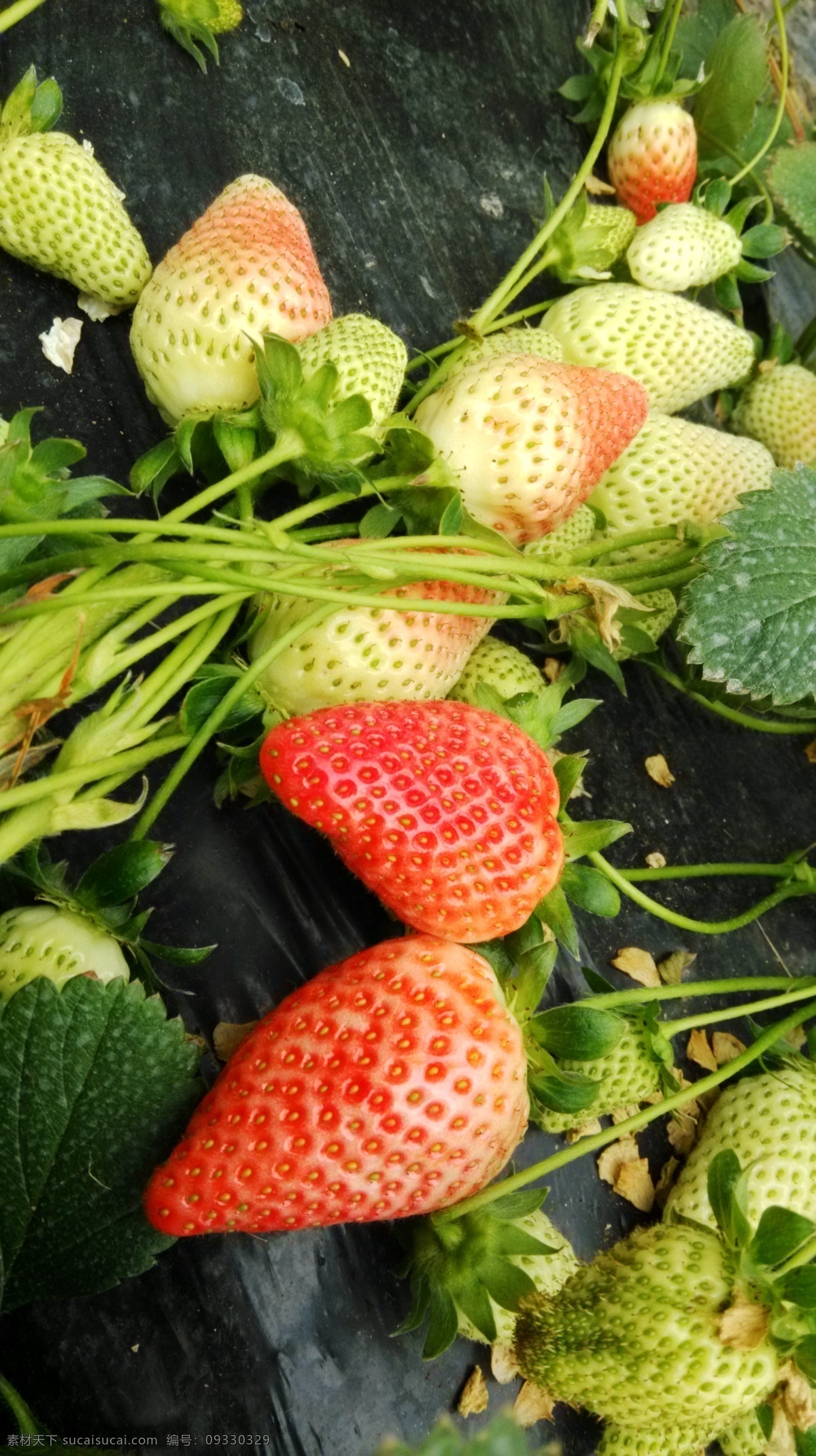 草莓花 红草莓 奶油草莓 草莓地 摘草莓 甜草莓 一串草莓 大片草莓 草莓叶子 花草集 生物世界 水果