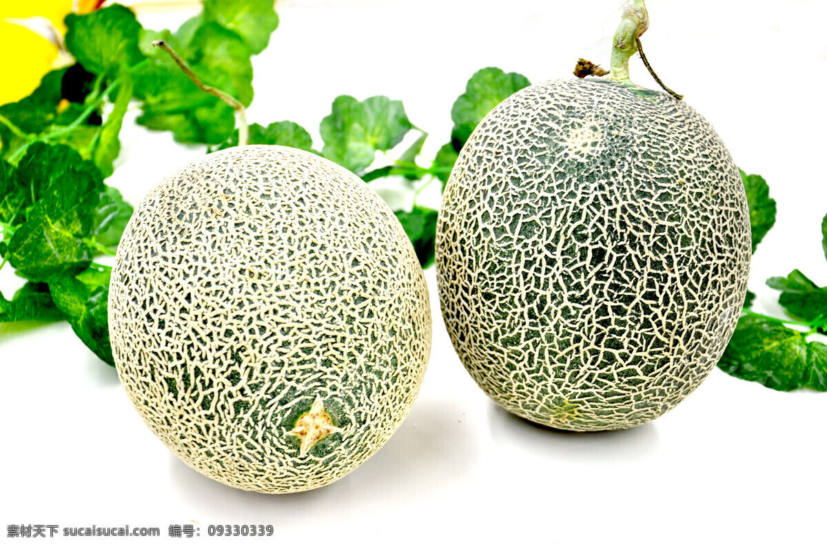 哈密瓜 水果 网状 绿叶 促销 哈密 瓜 鲜果 生物世界
