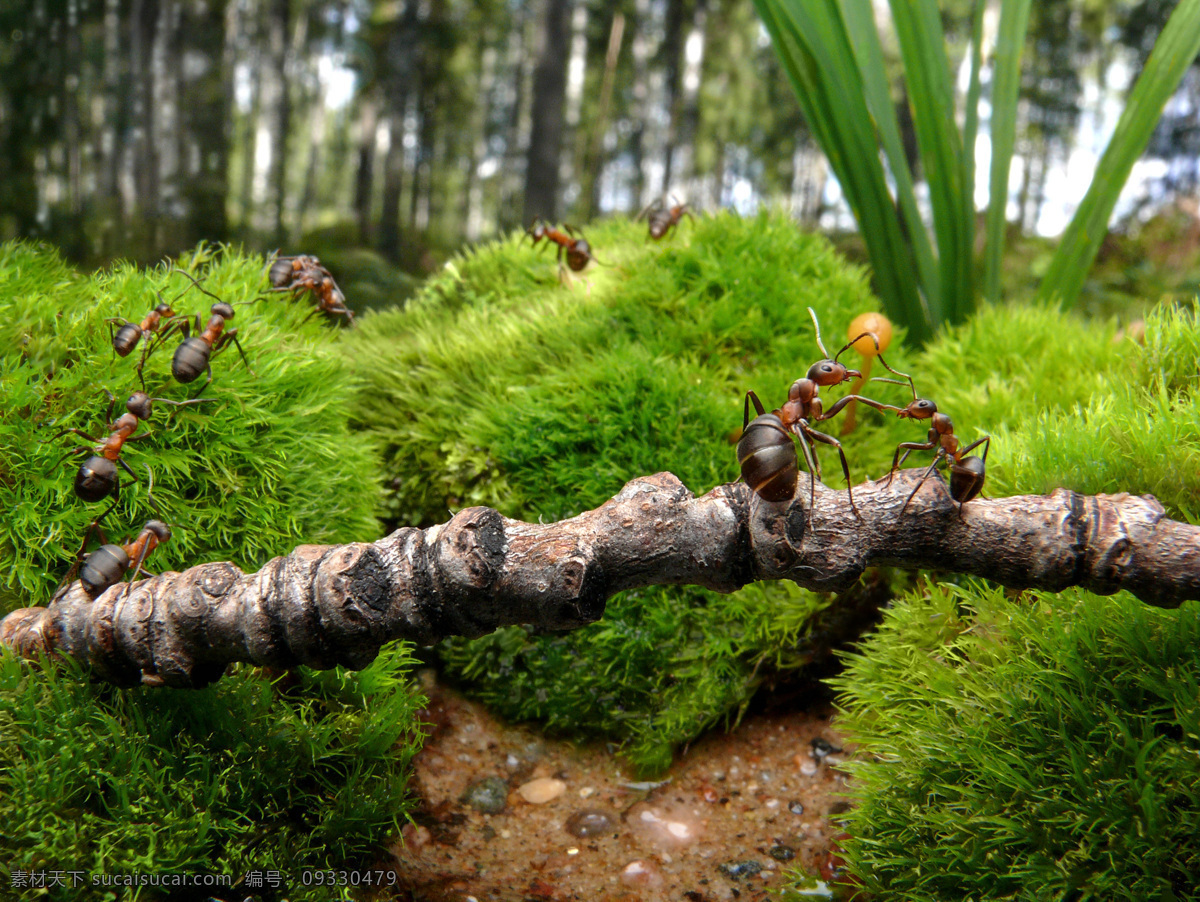 草地 上 蚂蚁 蚂蚁摄影 蚂蚁素材 昆虫 动物 野生动物 动物世 树干 昆虫世界 生物世界