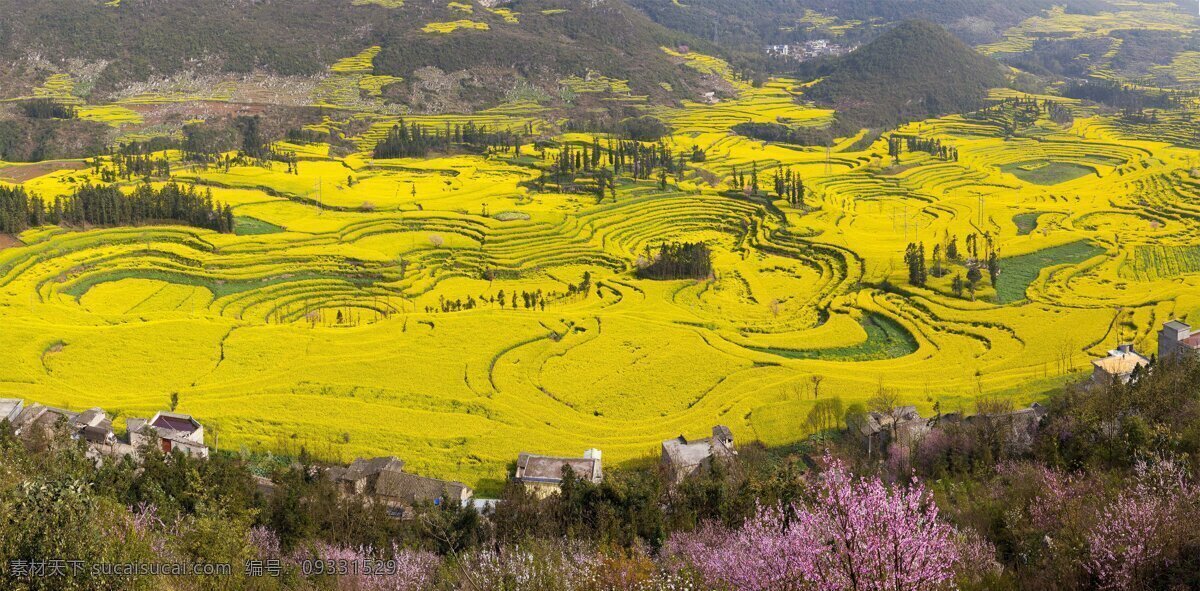 黄色花朵 花海 油菜花 油菜花地 乡村田园 黄色