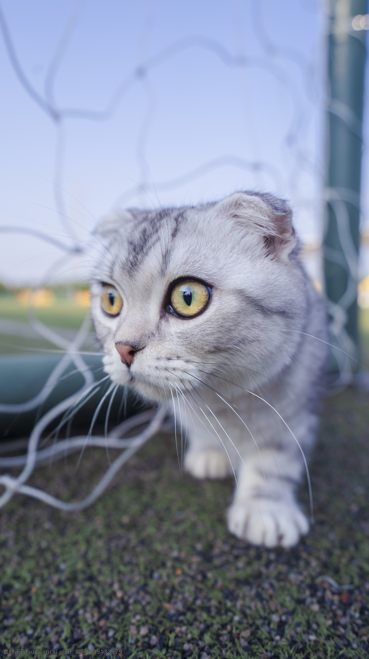 可爱 英 短小 猫咪 猫猫 银间层 蓝天 白云 操场 商业