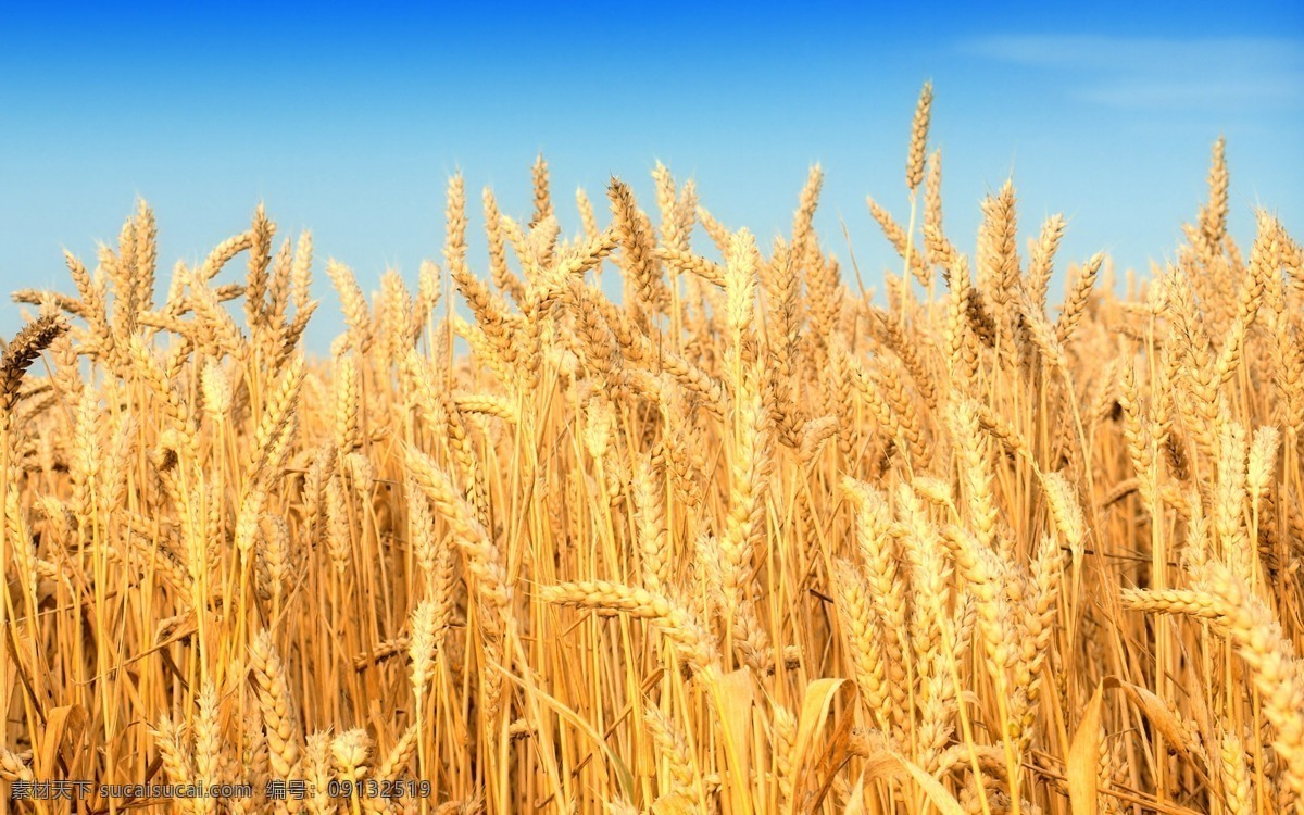 稻谷 麦田 小麦 麦子 麦穗 自然 植物 食品 丰收 金色麦田 金色麦浪 收获 麦地 成熟的小麦 成熟的麦子 粮食 背景 壁纸 种植 生态 农场 农业 自然景观 自然风景