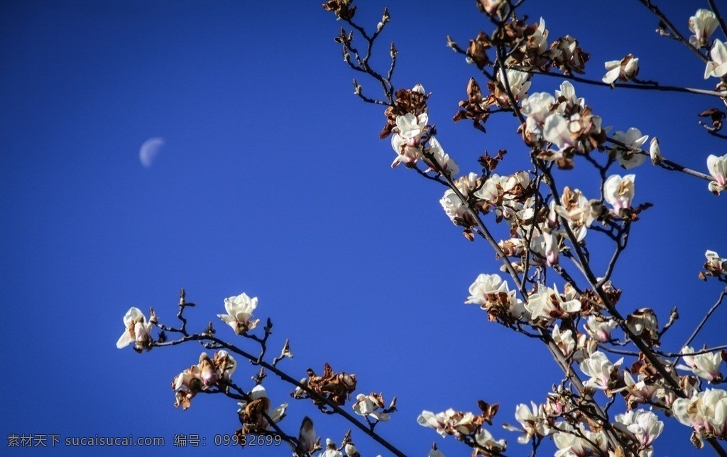 花映月 丽江 月亮 花朵 蓝天 梅花 花草 生物世界
