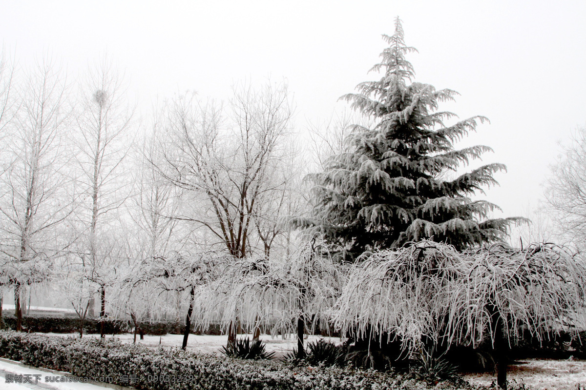 雪松龙爪槐 学校 校园 白雪 白树 枯树 雪景 下雪 雪松 龙爪槐 建筑景观 自然景观