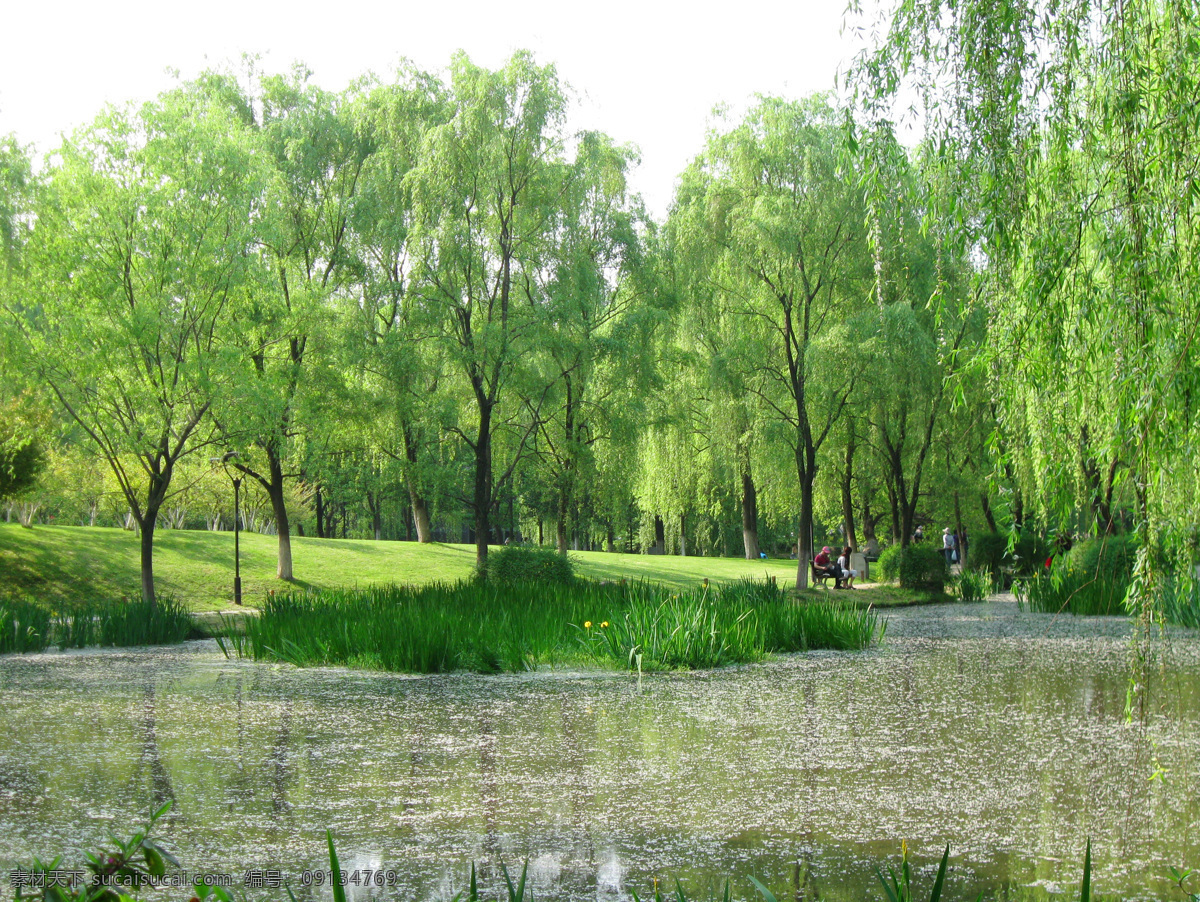 湿地公园 水体整治 柳树 自然景观 旅游摄影 生态 绿化 湖边 柳树公司 水生植物 自然风景