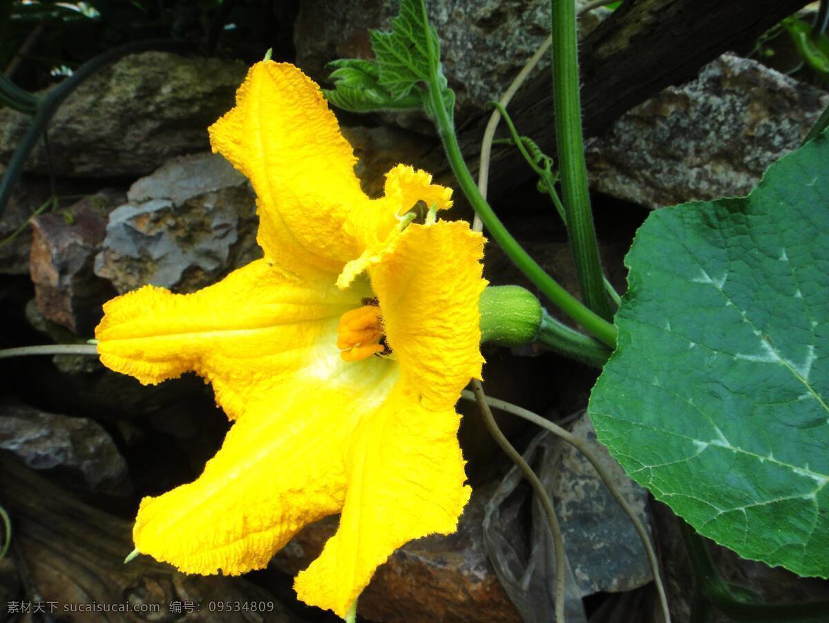 南瓜 蔬菜 绿叶 黄色 植物 南瓜花 生物世界