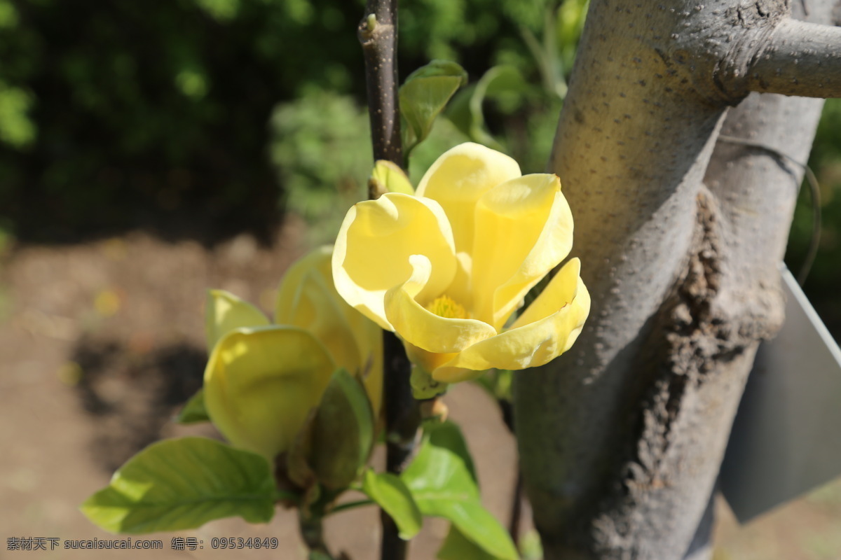 飞黄玉兰 玉兰 玉兰花 花卉 花儿 花骨朵 背景素材 花草 园林景观 绿化景观 装饰画 丁香玉兰花 生物世界