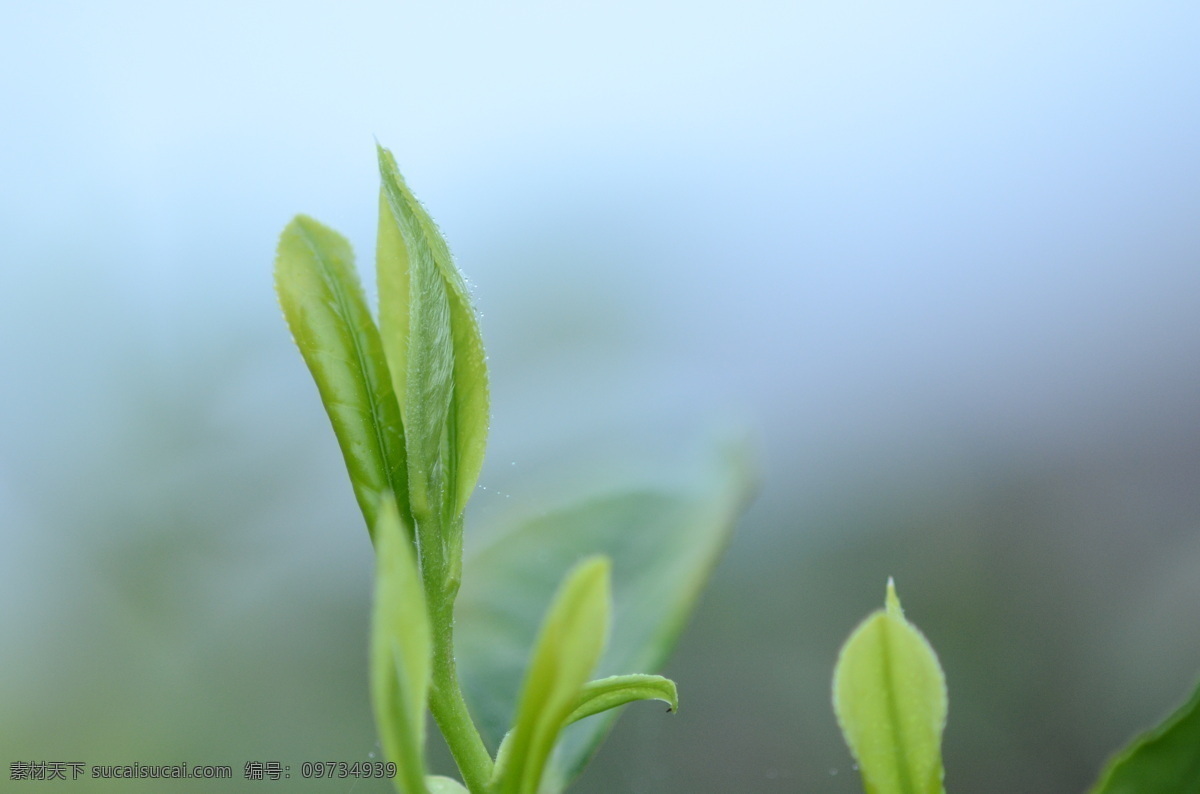 茶叶 鲜嫩芽特写 茶叶娕芽 生态 有机 绿色 有机食品 绿茶 春天 特写 清明 自然景观 田园风光