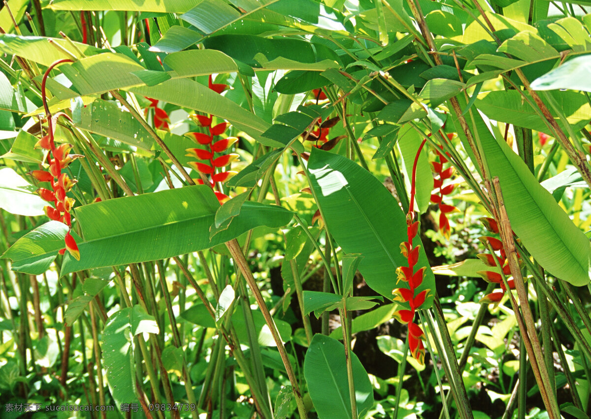 芭蕉叶 芭蕉 热带植物 生物世界 花草