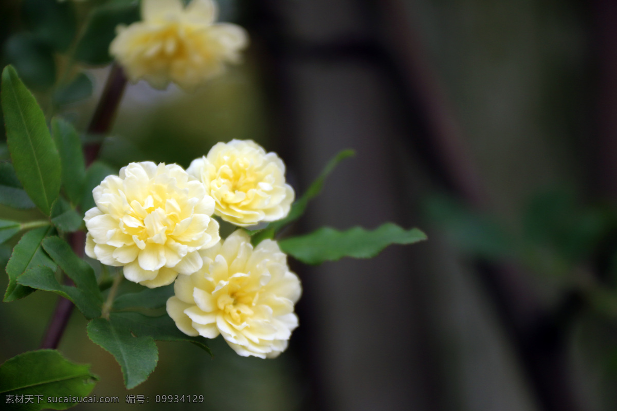 黄木香花 木香花 花朵 植物 生物 黄色花 花树 一朵花 绿叶 花草 盛开的木香花 木香花海 花草树木 生物世界