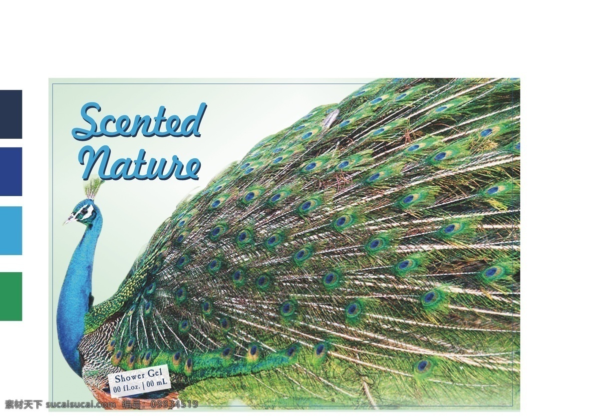 孔雀 开屏 贴 标 贴标 动物 蓝色 侧面 孔雀开屏 标贴 野生动物 生物世界 矢量