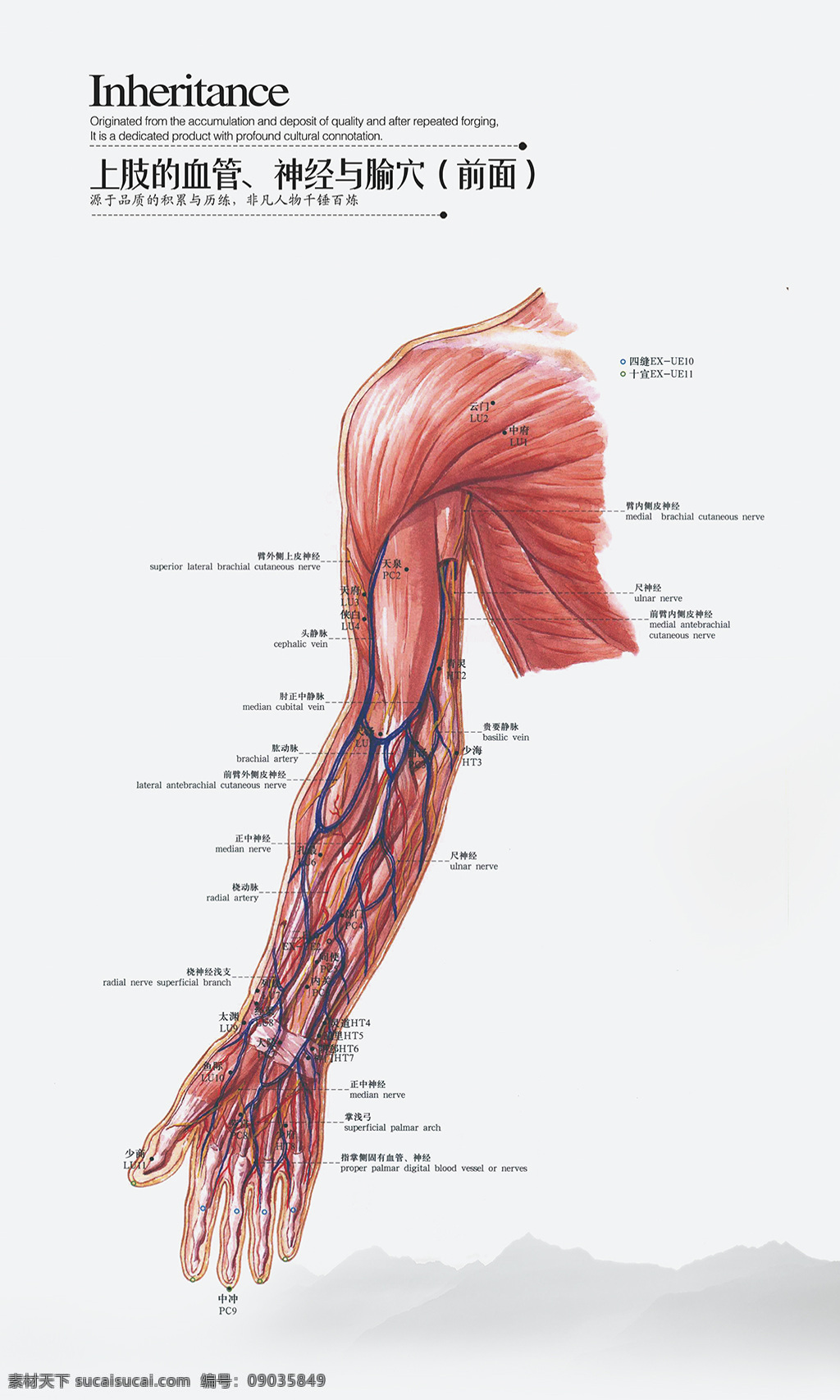 上肢血管展板 上肢的血管 神经 腧穴 前面 中医 展 画 医疗展板 水墨山水 灰色展画 医药画面