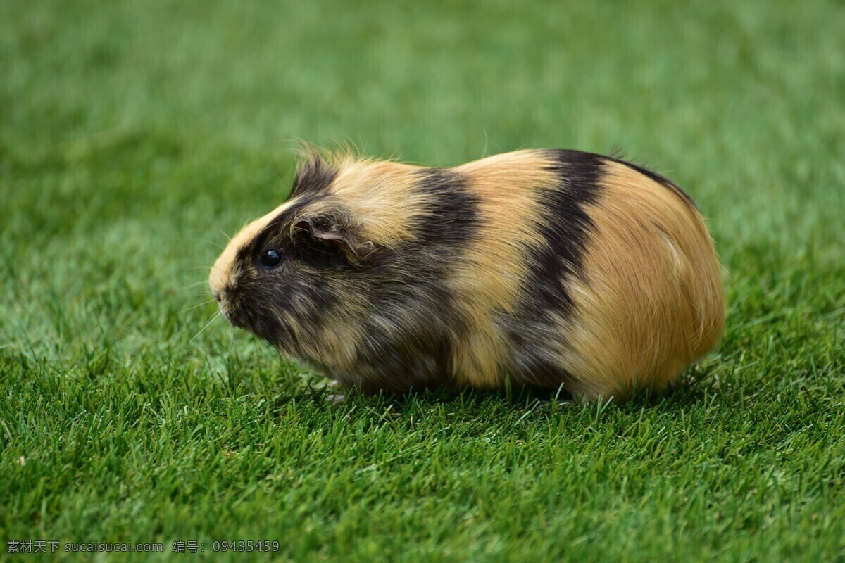 可爱的豚鼠 豚鼠 啮齿 动物 毛发 草地 春天 生命 老鼠 绿色 自然 可爱 装饰画 生物世界 野生动物