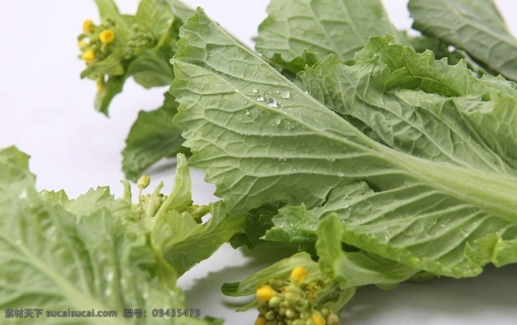 水东芥菜 蔬菜 菜花 芥菜摄影 青菜 生物世界