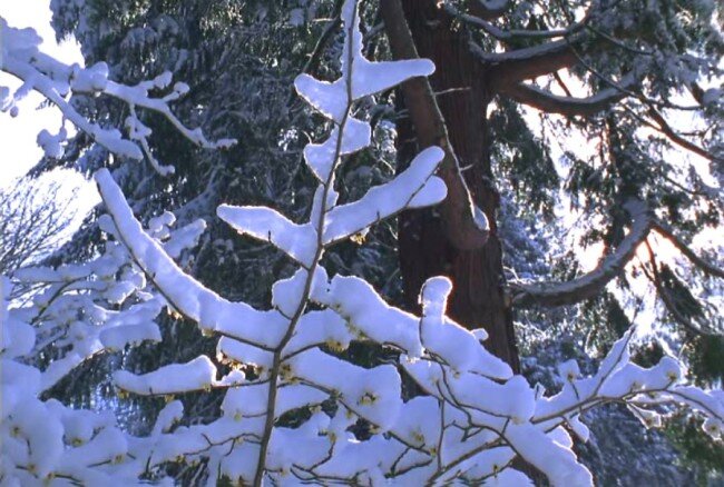 白雪 森林 视频 模板下载 高山 背景 实拍 自然 冬季 实拍视频