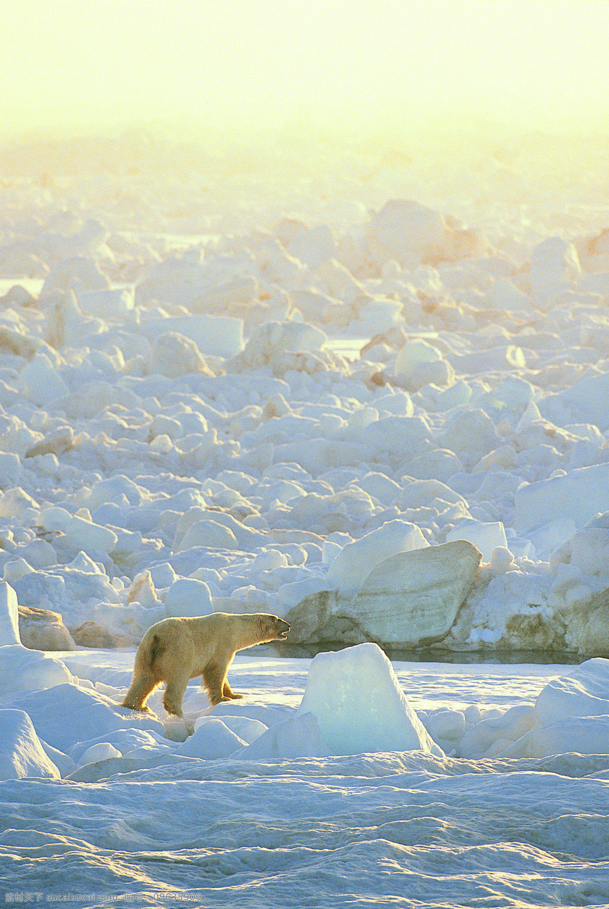冰山 北极 冰川 北极熊 海洋 天空 摄影图 高精图 自然景观 摄影图库