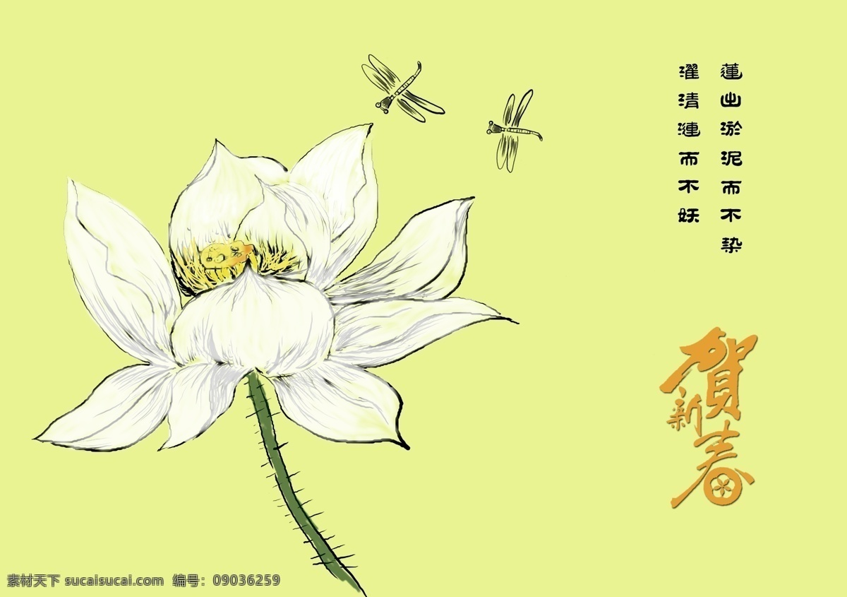 一朵白莲花 白 莲花 贺卡 封面