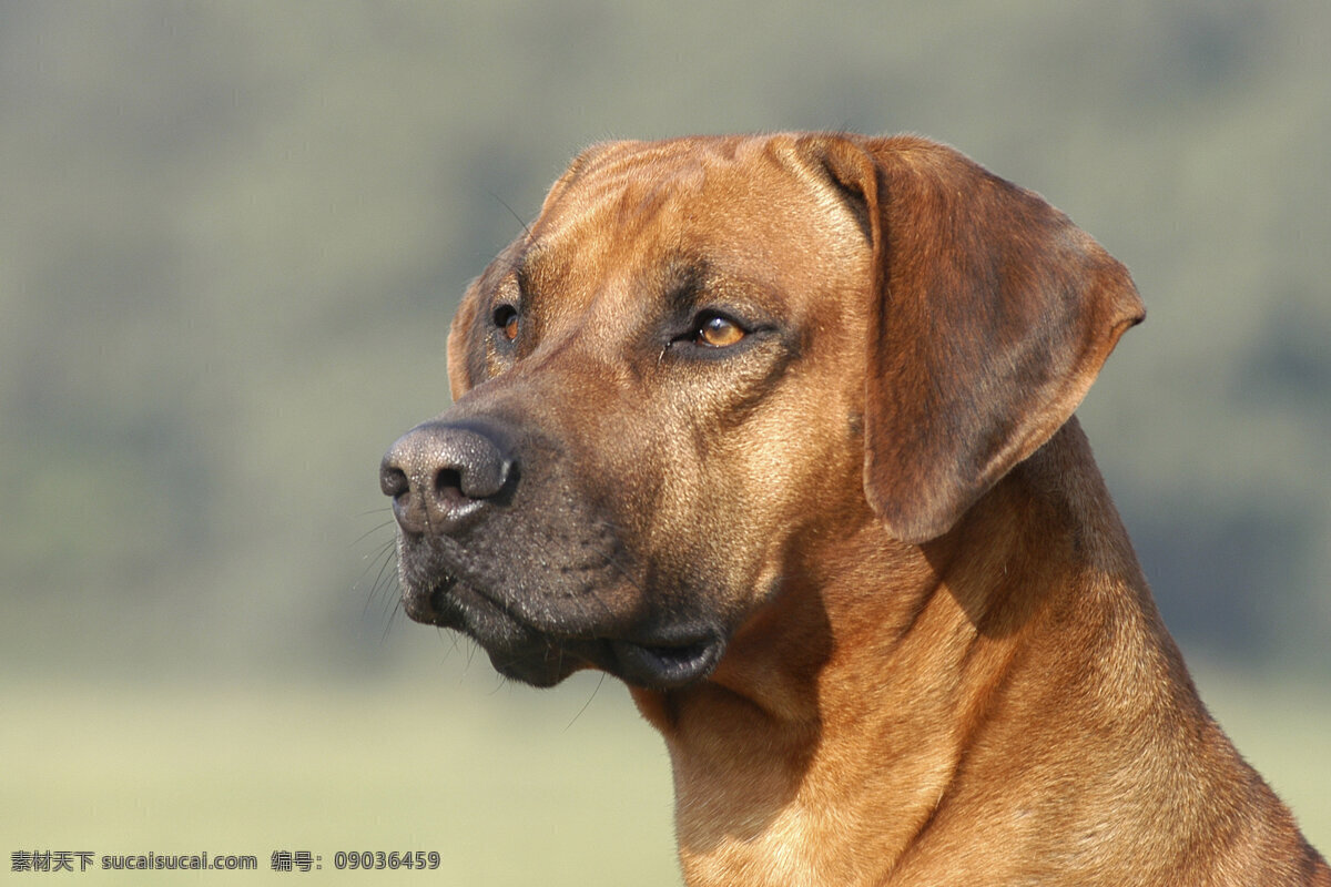 宠物狗特写 小狗 犬 小狗图片 宠物狗 名贵犬种 宠物狗图片 可爱 小狗图片大全 宠物 小动物 陆地动物 生物世界 灰色