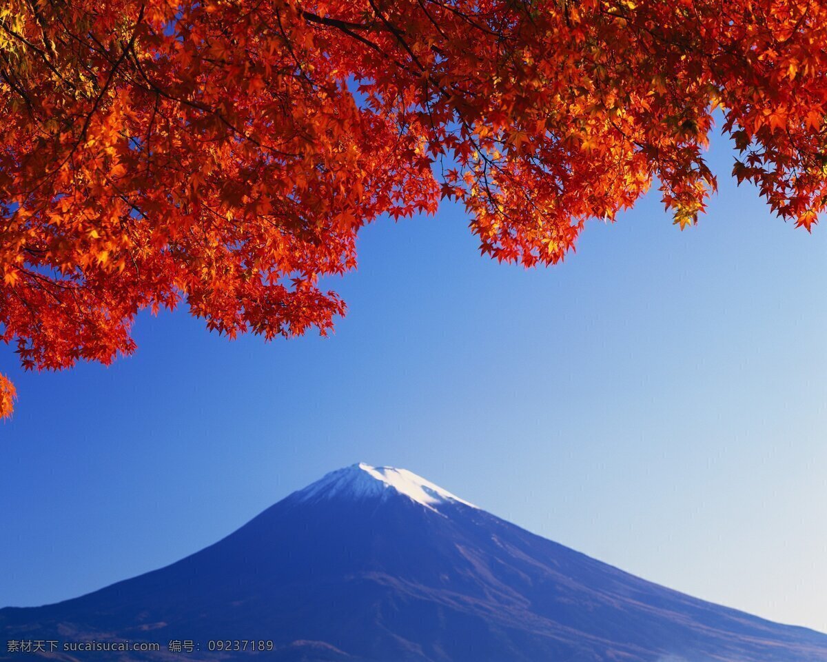 日本 富士山 红枫叶 火山 旅游 雪山 东京 矢量图 其他矢量图
