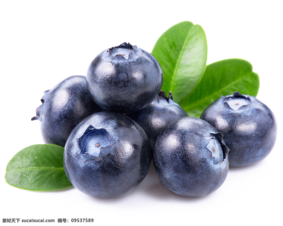 蓝莓 野生蓝莓 水果 果子 鲜果 果实 黑果子 绿叶 新鲜 小果子 新鲜水果 生物世界