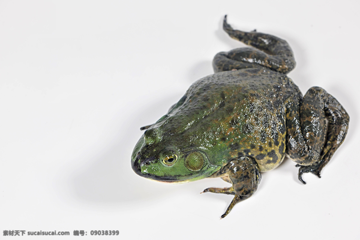 牛蛙摄影 牛蛙 鲜活 馋嘴蛙 跳跳蛙 青蛙 鲜活海鲜 生物世界 其他生物