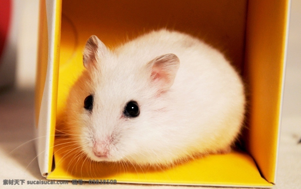 仓鼠 宠物 鼠鼠 可爱仓鼠 白鼠 老鼠 可爱 小动物 动物 动物摄影 萌 野生动物 生物世界