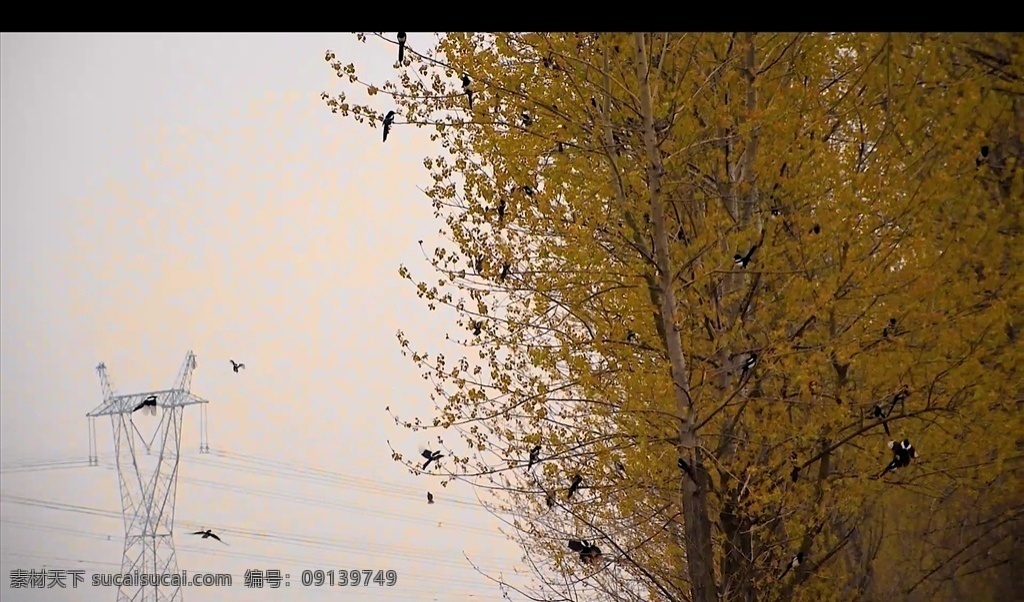 归林 鸟 喜鹊 飞鸟 树林 2k 视频 壁纸 动态壁纸 春天 多媒体 实拍视频 动物植物 mp4