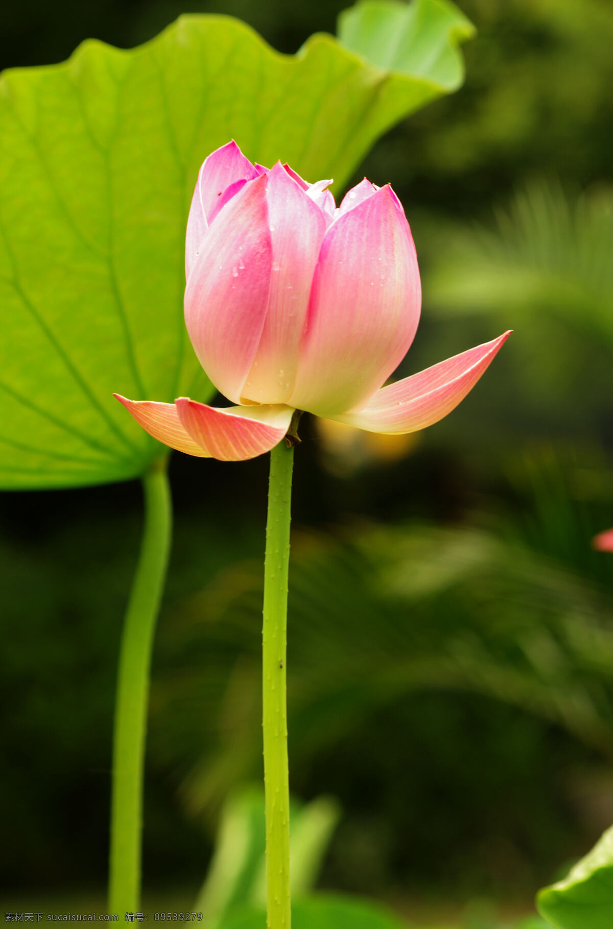 荷花 荷叶 水芙蓉 莲花 水莲花 荷塘 荷池 鲜花 花朵 花卉 花 植物摄影 生物世界 花草