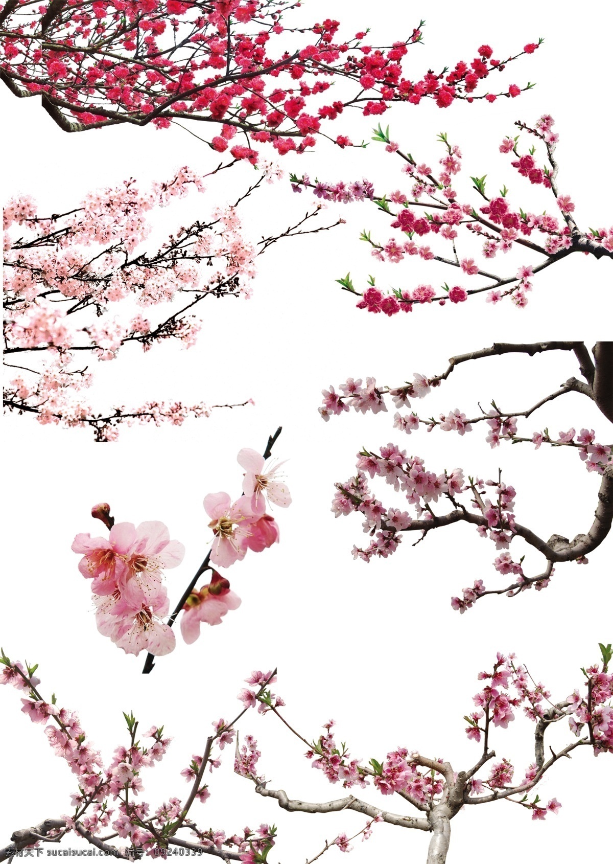 桃花 桃花素材下载 桃花模板下载 花朵 版面点缀 四扇屏 梅花 卷轴 分层 源文件