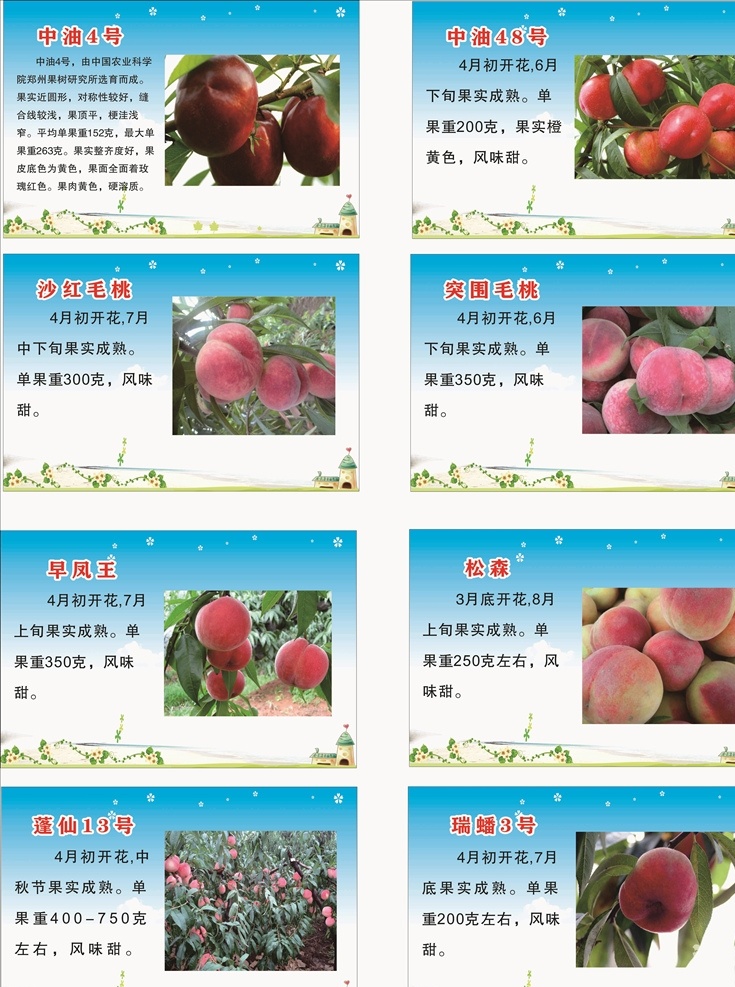 桃树品种介绍 桃树海报 桃树介绍 桃树品种 各种桃树介绍 桃树展板 桃树海报模板
