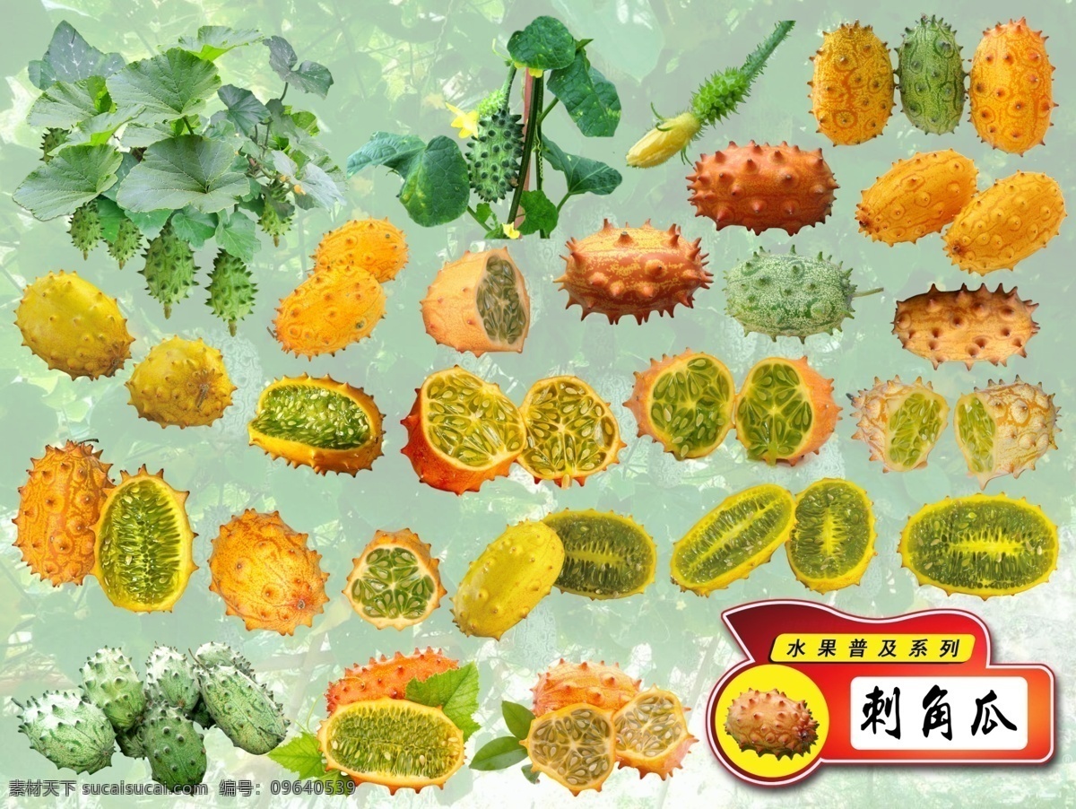 水果 普及 系列 刺 角 瓜 分层 水果系列 刺角瓜 火参果 奇瓦诺果 非洲蜜瓜 非洲角黄瓜 火天桃 火星果 水果普及 生物世界