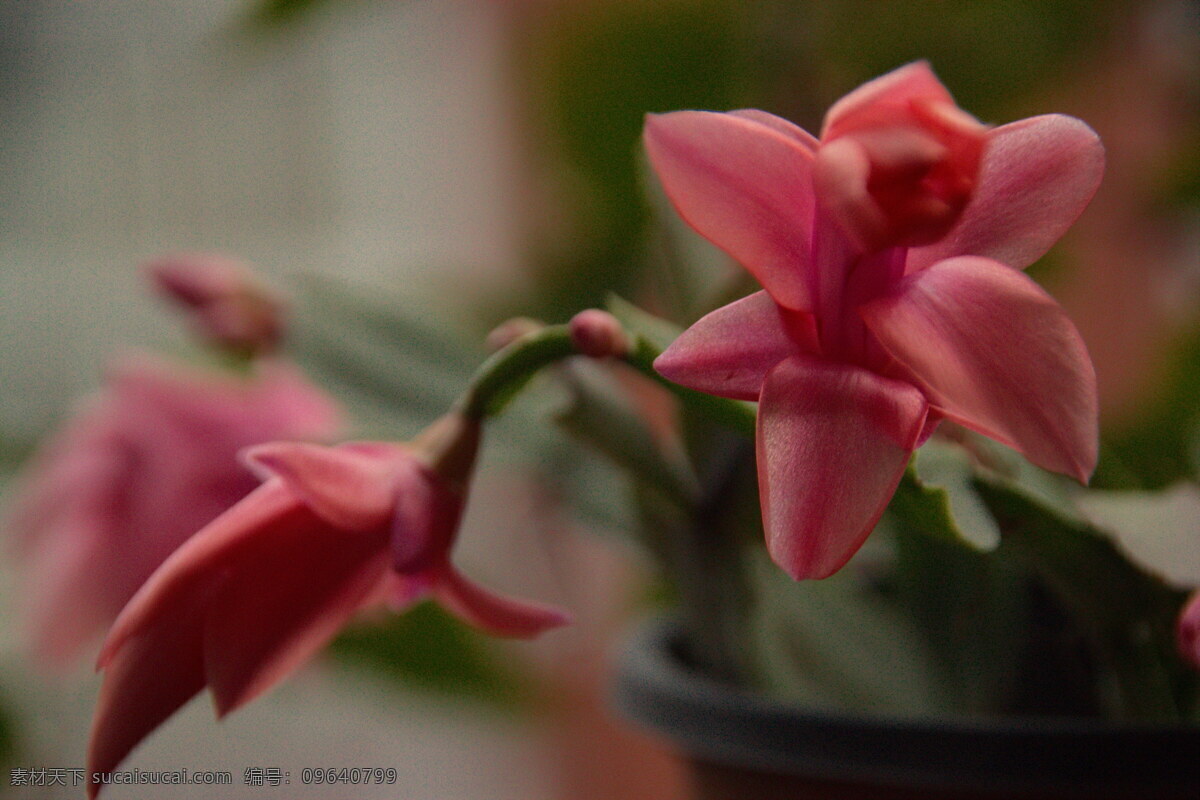 植物 花卉 花木 花草 蟹爪兰 花果 生物世界