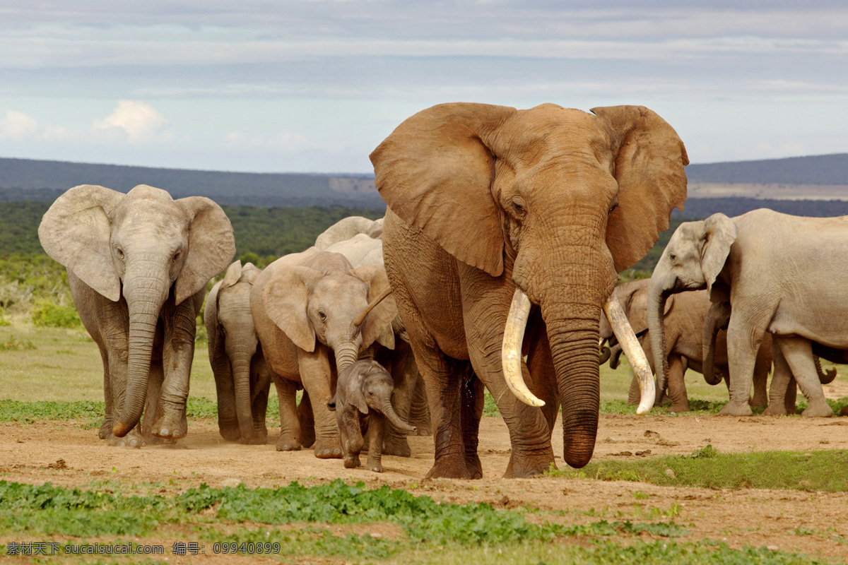 炫酷大象 唯美 炫酷 大象 动物 可爱 野生 生物世界 野生动物