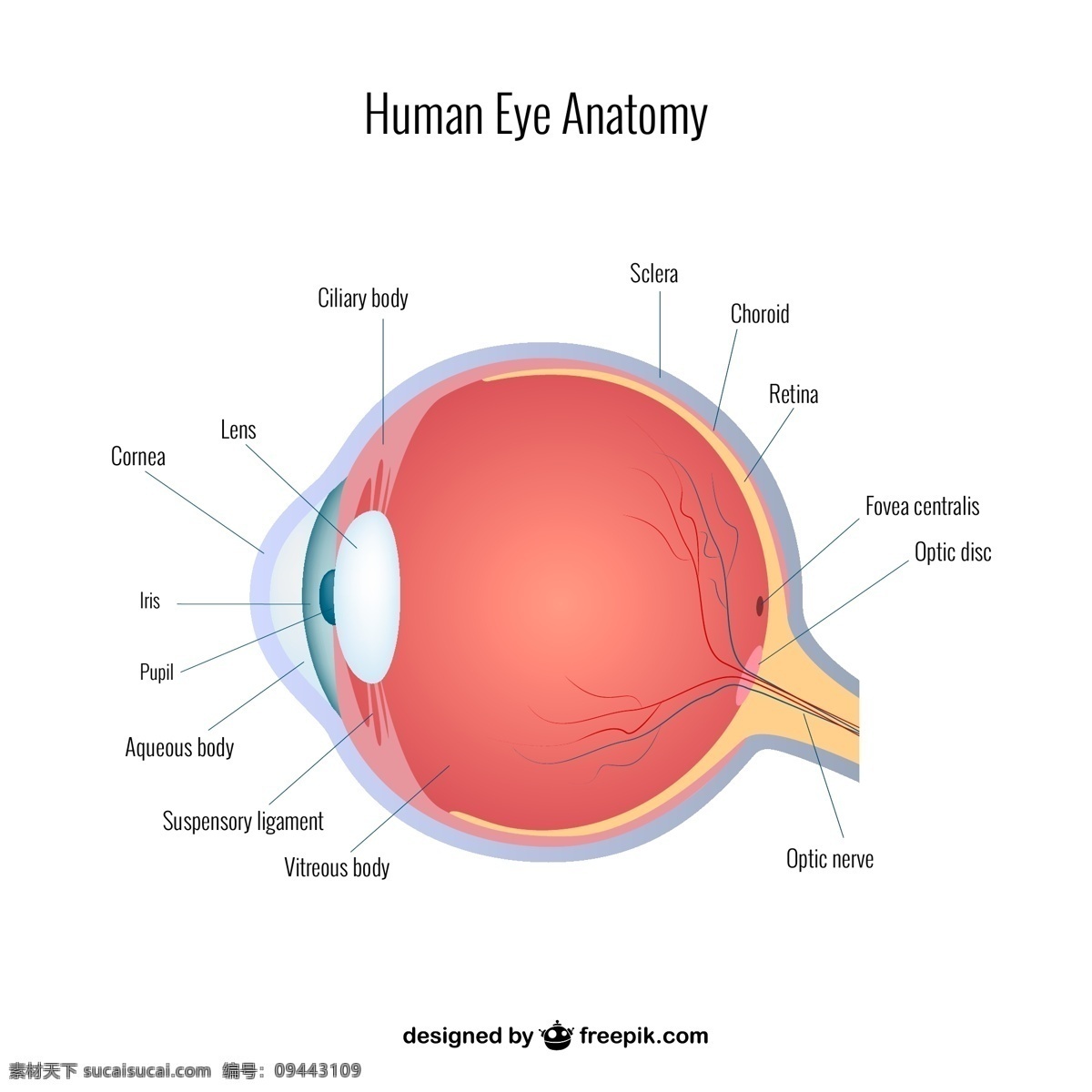 眼球断面图 眼球解剖 失量图 眼睛 眼球 医疗保健 生活百科 矢量