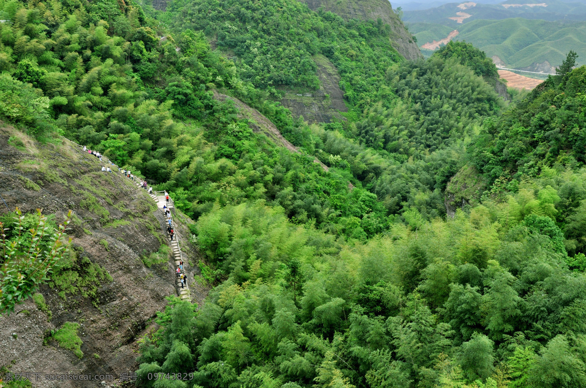 森林 小路 森林风景 森林树木 树林 树林风景 风景 生活 旅游餐饮