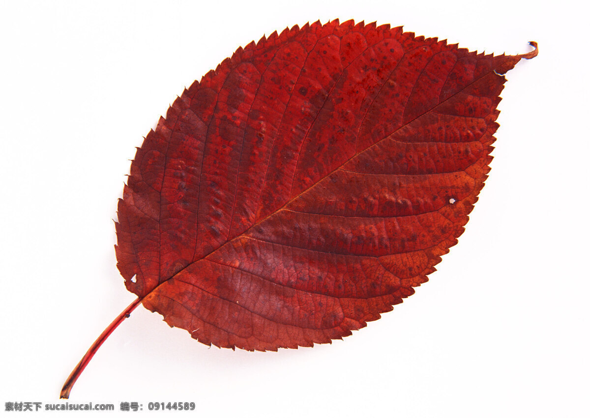 叶片 叶脉 脉络 叶柄 植物 树木树叶 生物世界
