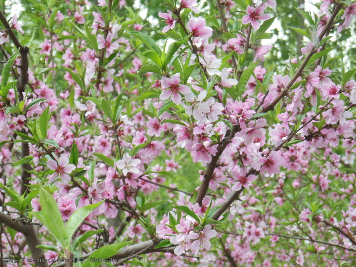 桃花 春天 粉色花朵 高清图片 花草 绿叶 生物世界 树干 桃树 树枝 psd源文件