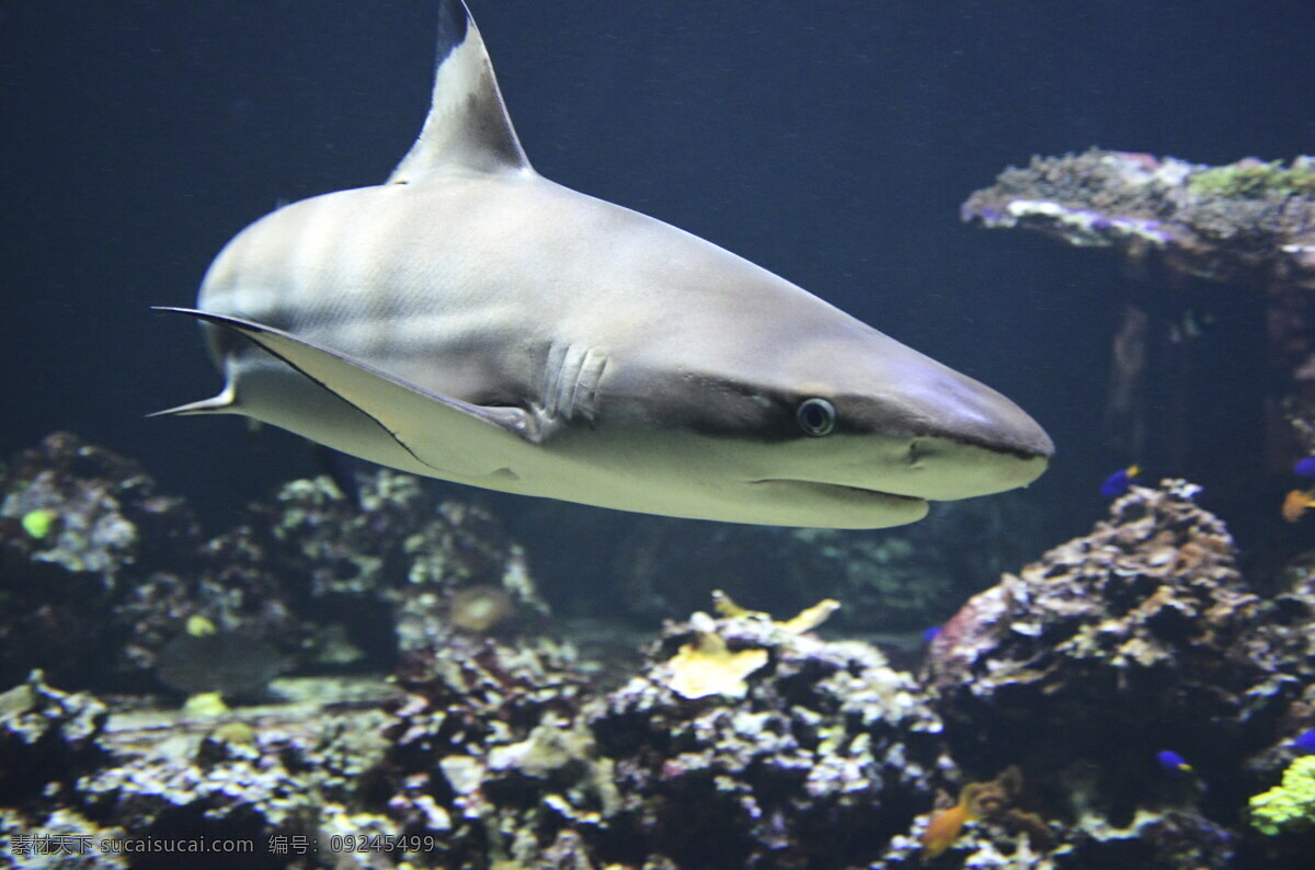 巨型 大 白鲨 高清 大白鲨 巨型鲨鱼 海底鲨鱼 海洋生物